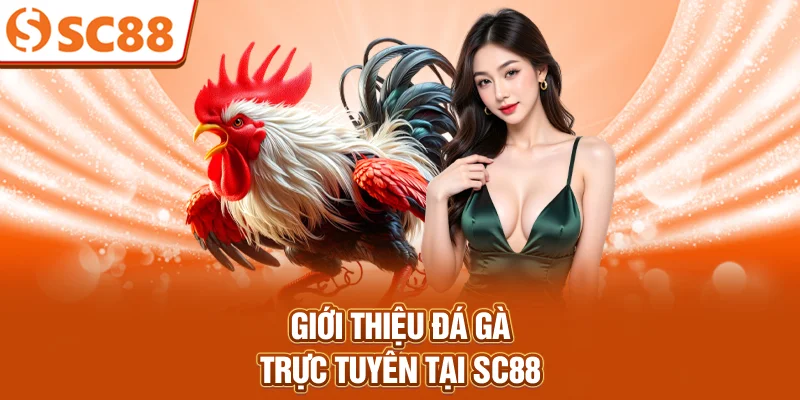 Giới thiệu đá gà trực tuyến tại SC88