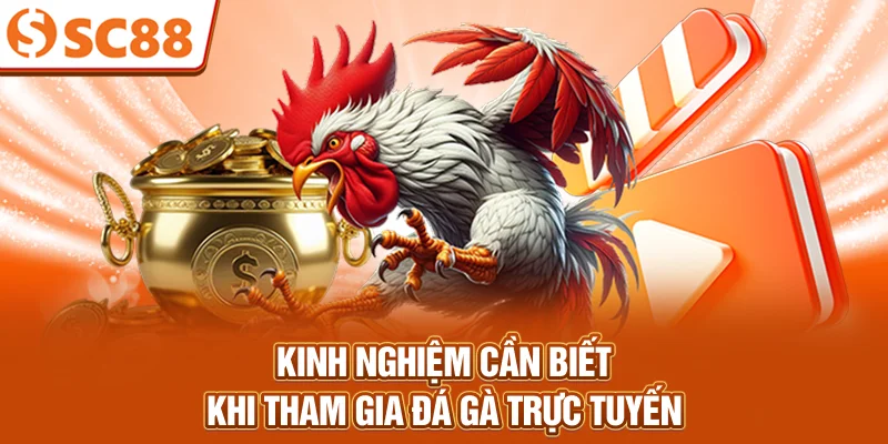 Kinh nghiệm cần biết khi tham gia đá gà trực tuyến
